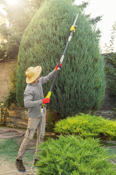 How Our Tree Care Process Works  in Wye, MT